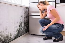 Why You Should Choose Our Mold Remediation Services in Ashtabula, OH